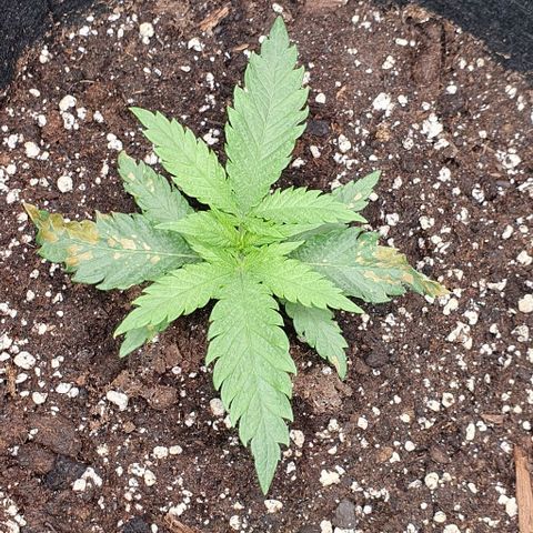Heidi growlog timeline photo