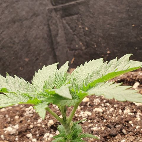 Heidi growlog timeline photo
