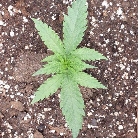 Heidi growlog timeline photo