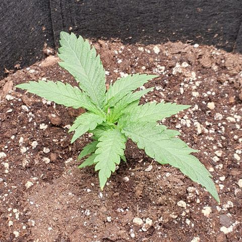 Heidi growlog timeline photo