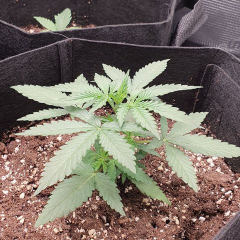 Claudia growlog timeline photo
