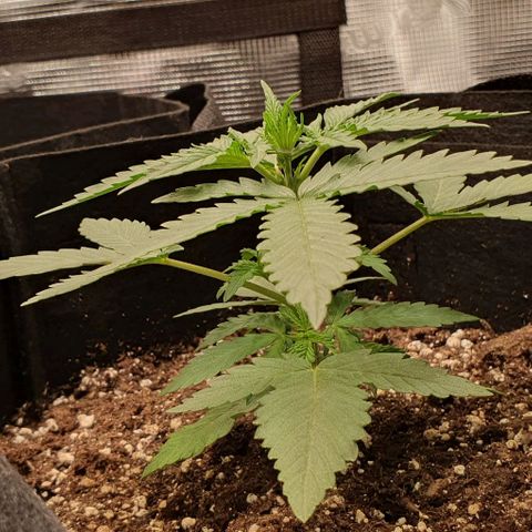 Claudia growlog timeline photo