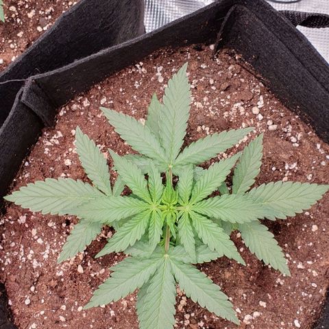 Claudia growlog timeline photo