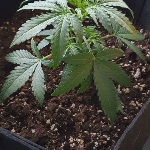 Claudia growlog timeline photo