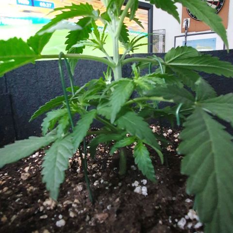 Claudia growlog timeline photo
