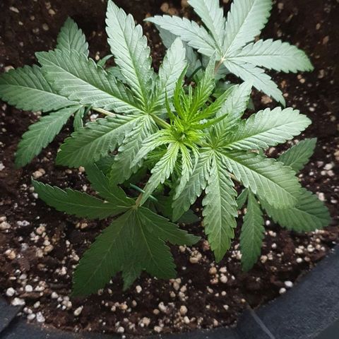 Claudia growlog timeline photo