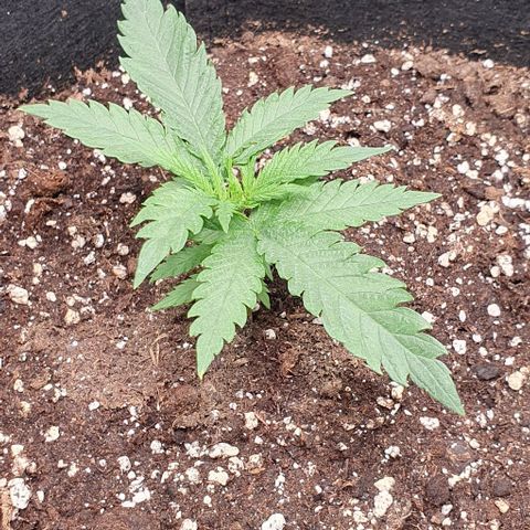 Heidi growlog timeline photo