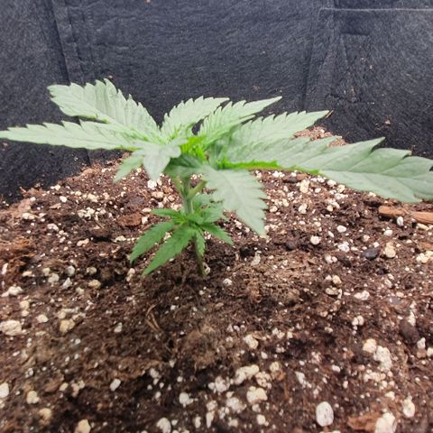 Heidi growlog timeline photo