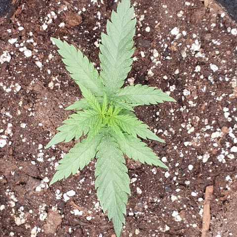 Heidi growlog timeline photo