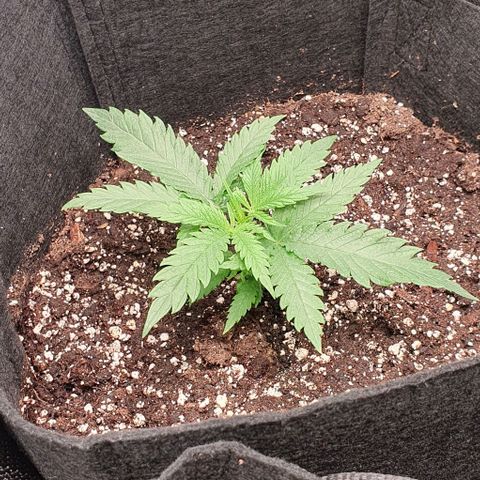 Heidi growlog timeline photo
