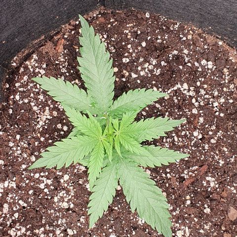 Heidi growlog timeline photo