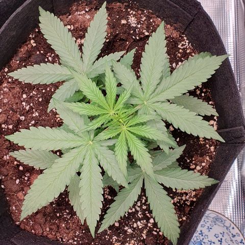 Claudia growlog timeline photo