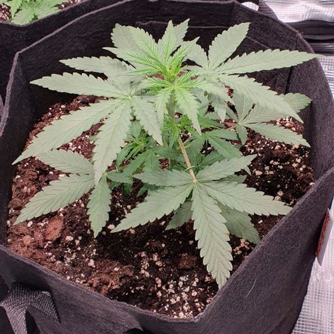 Claudia growlog timeline photo