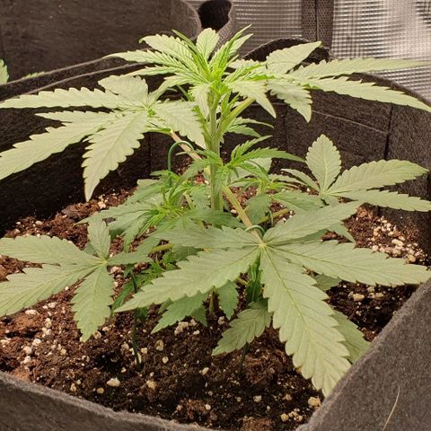 Claudia growlog timeline photo