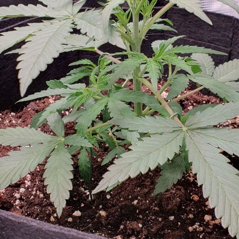 Claudia growlog timeline photo