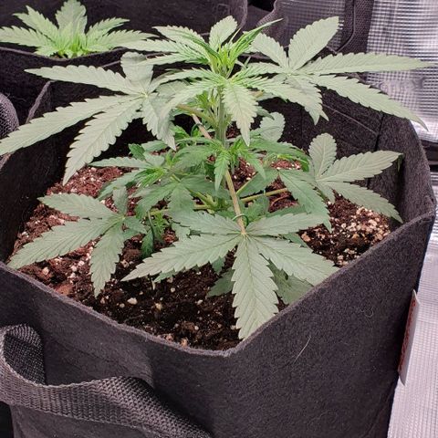 Claudia growlog timeline photo