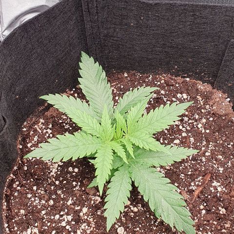 Heidi growlog timeline photo