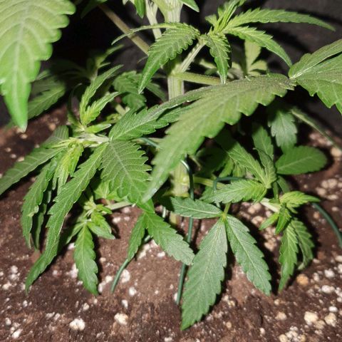 Claudia growlog timeline photo