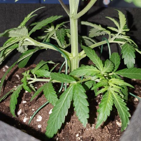 Claudia growlog timeline photo