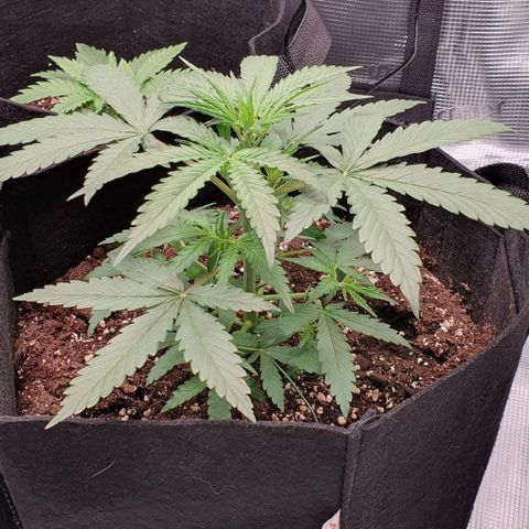 Claudia growlog timeline photo