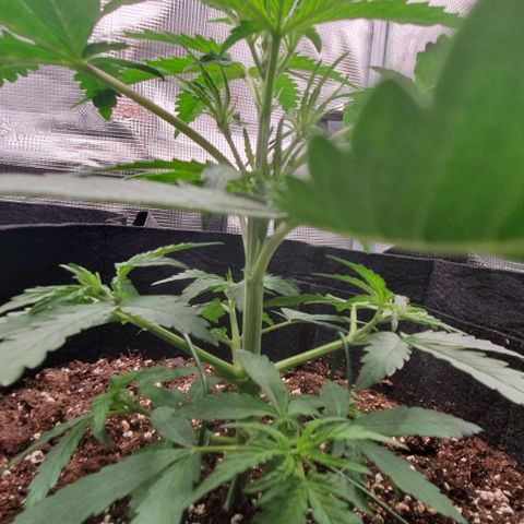 Claudia growlog timeline photo