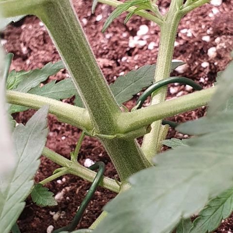 Claudia growlog timeline photo