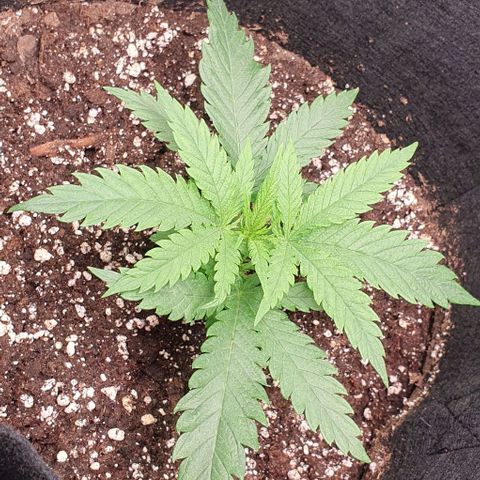 Heidi growlog timeline photo