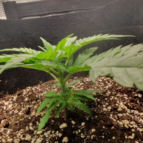 Heidi growlog timeline photo