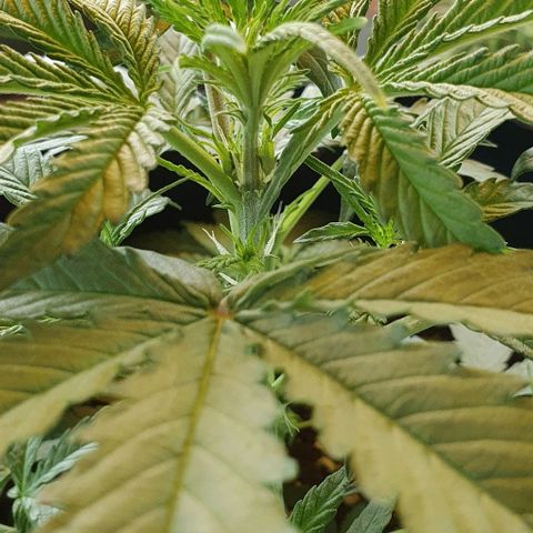 Claudia growlog timeline photo