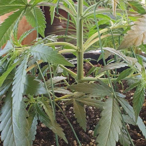 Claudia growlog timeline photo