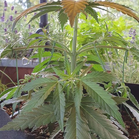 Claudia growlog timeline photo