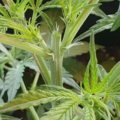 Claudia growlog timeline photo
