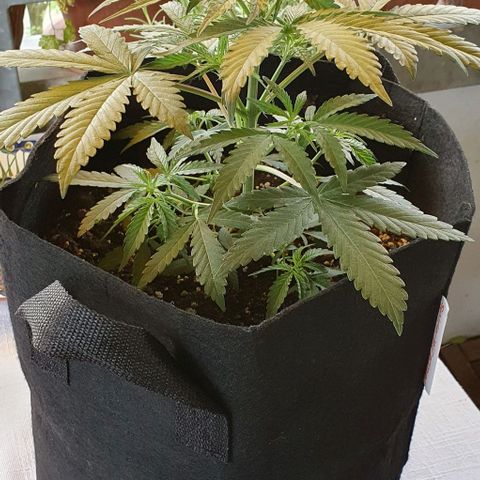 Claudia growlog timeline photo