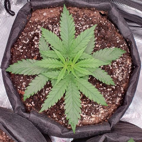Heidi growlog timeline photo