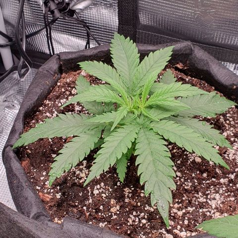 Heidi growlog timeline photo