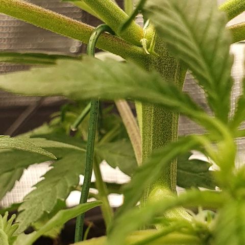 Claudia growlog timeline photo