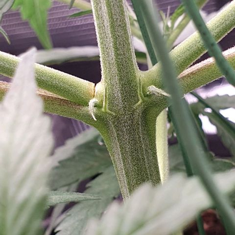 Claudia growlog timeline photo