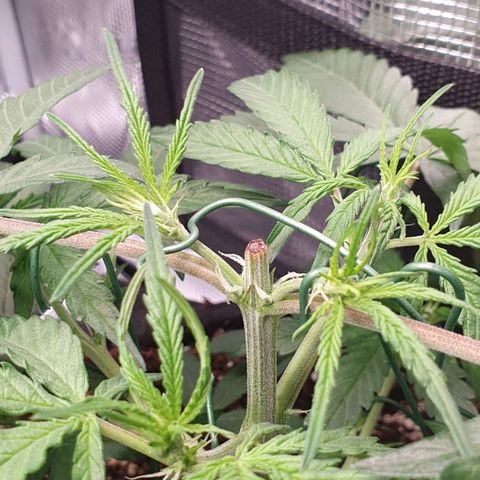 Claudia growlog timeline photo