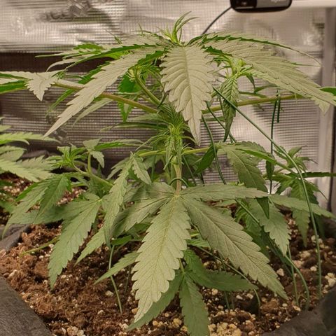 Claudia growlog timeline photo