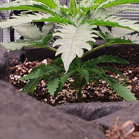 Heidi growlog timeline photo