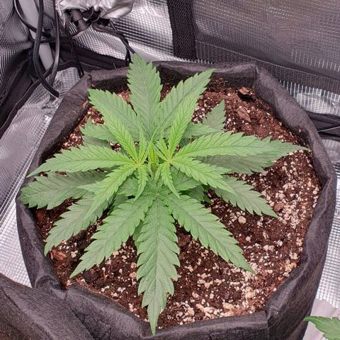 Heidi growlog timeline photo