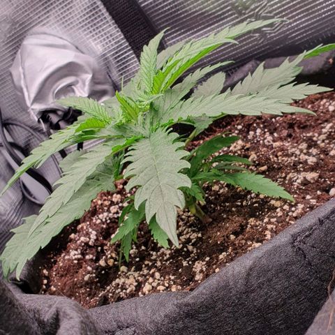 Heidi growlog timeline photo