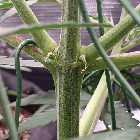 Claudia growlog timeline photo