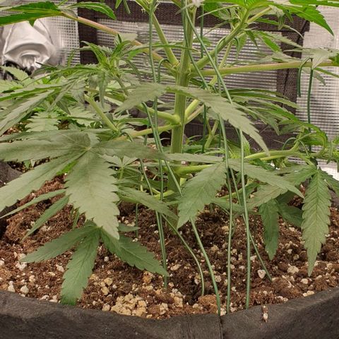 Claudia growlog timeline photo