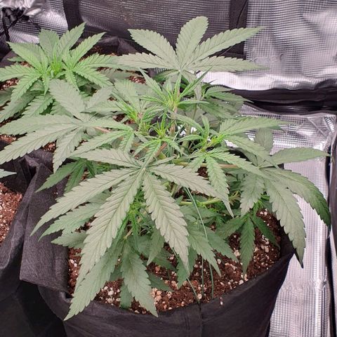 Claudia growlog timeline photo