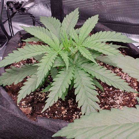 Heidi growlog timeline photo