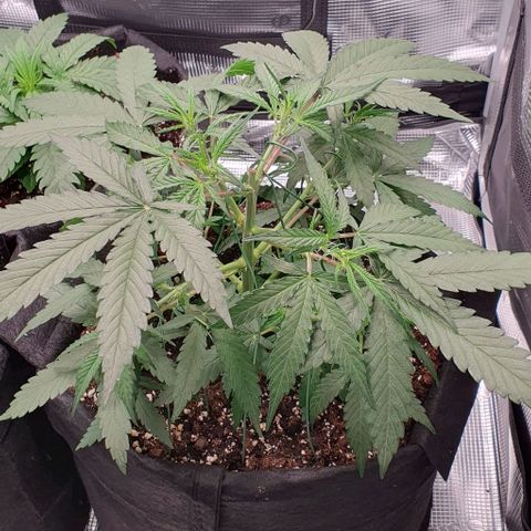 Claudia growlog timeline photo