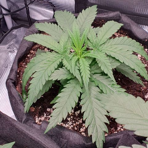 Heidi growlog timeline photo