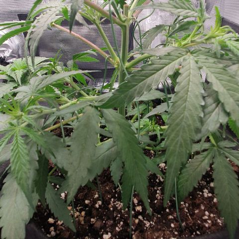 Claudia growlog timeline photo