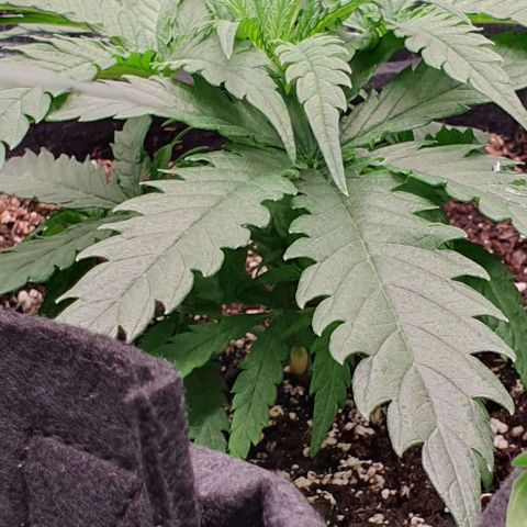 Heidi growlog timeline photo